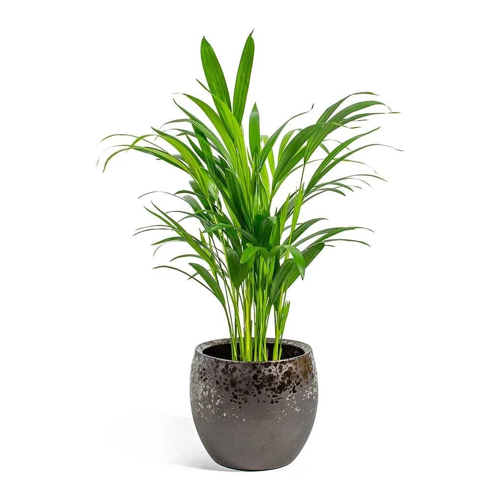 Areca Palm