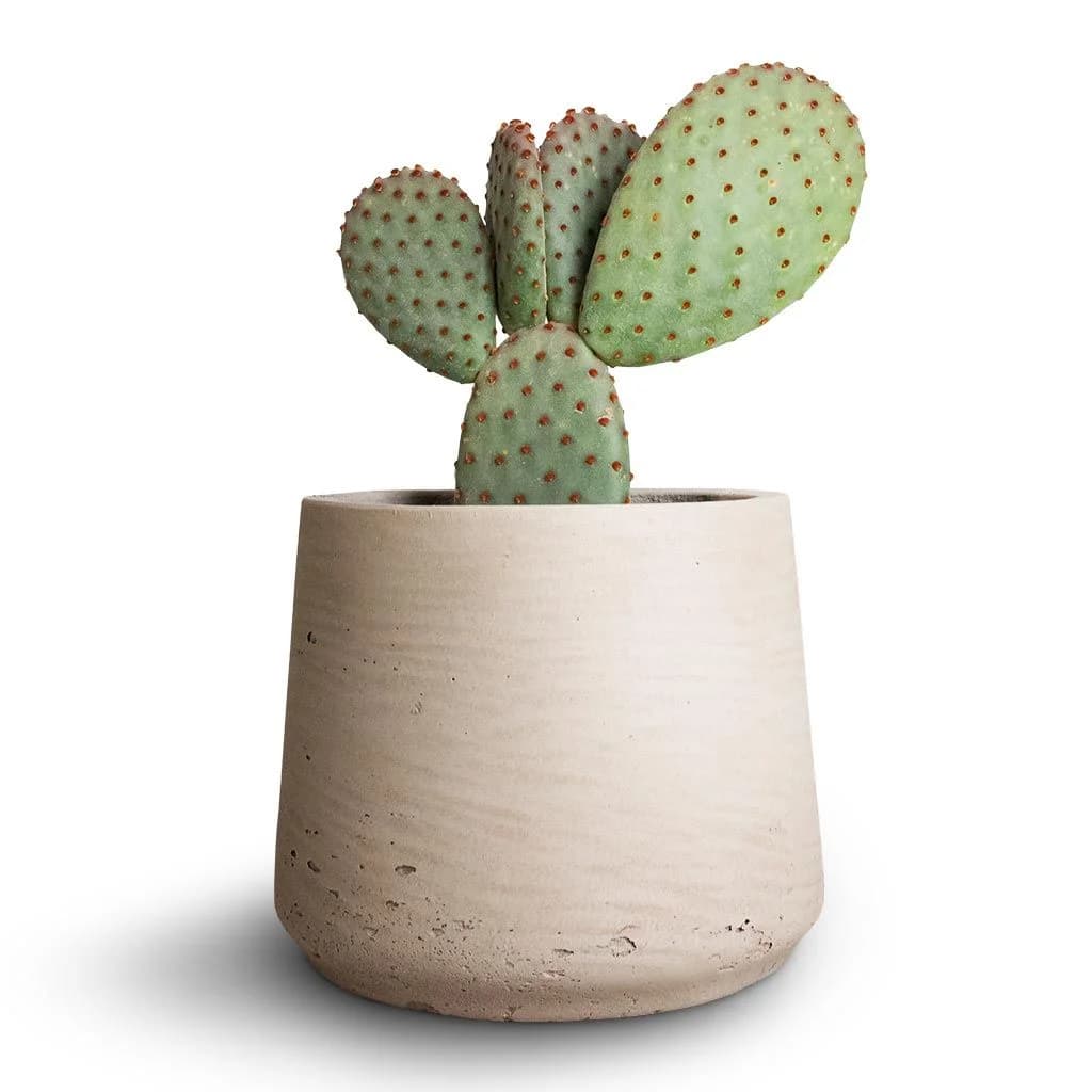 Bunny Ear Cactus
