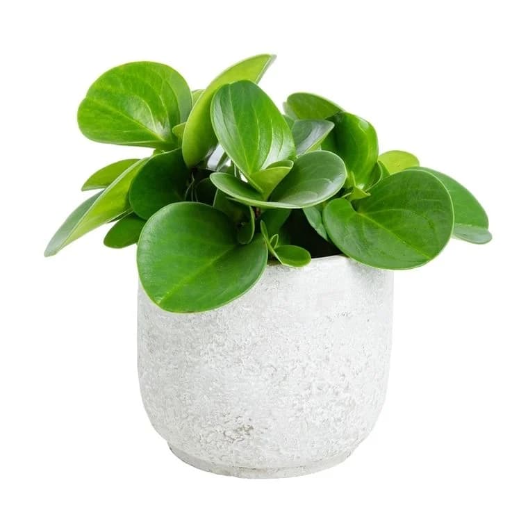 Money Plant