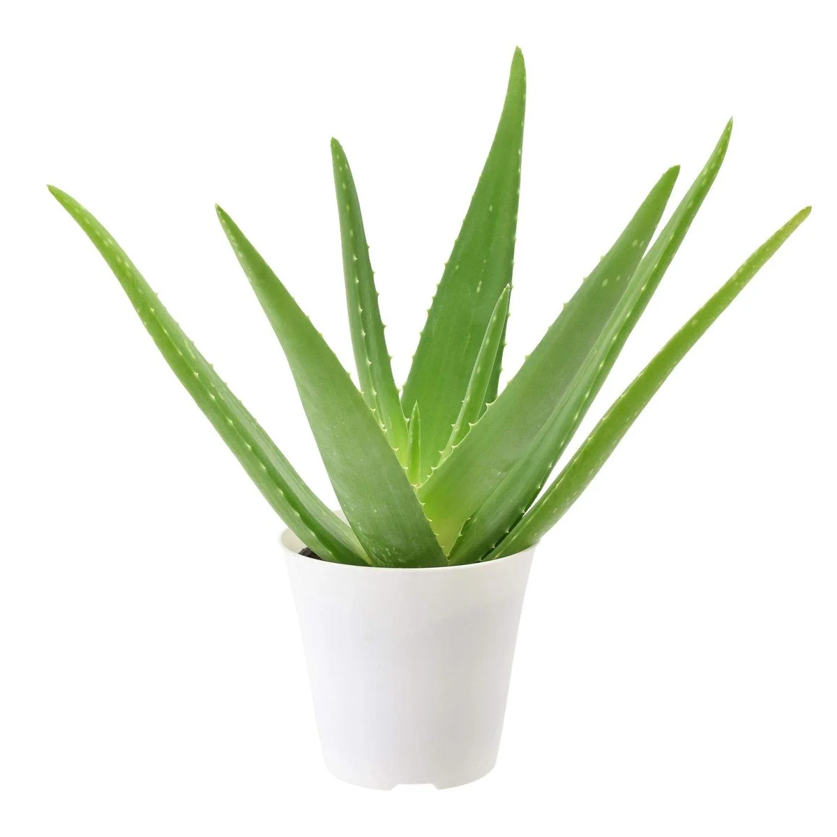 Aloe Vera Plant