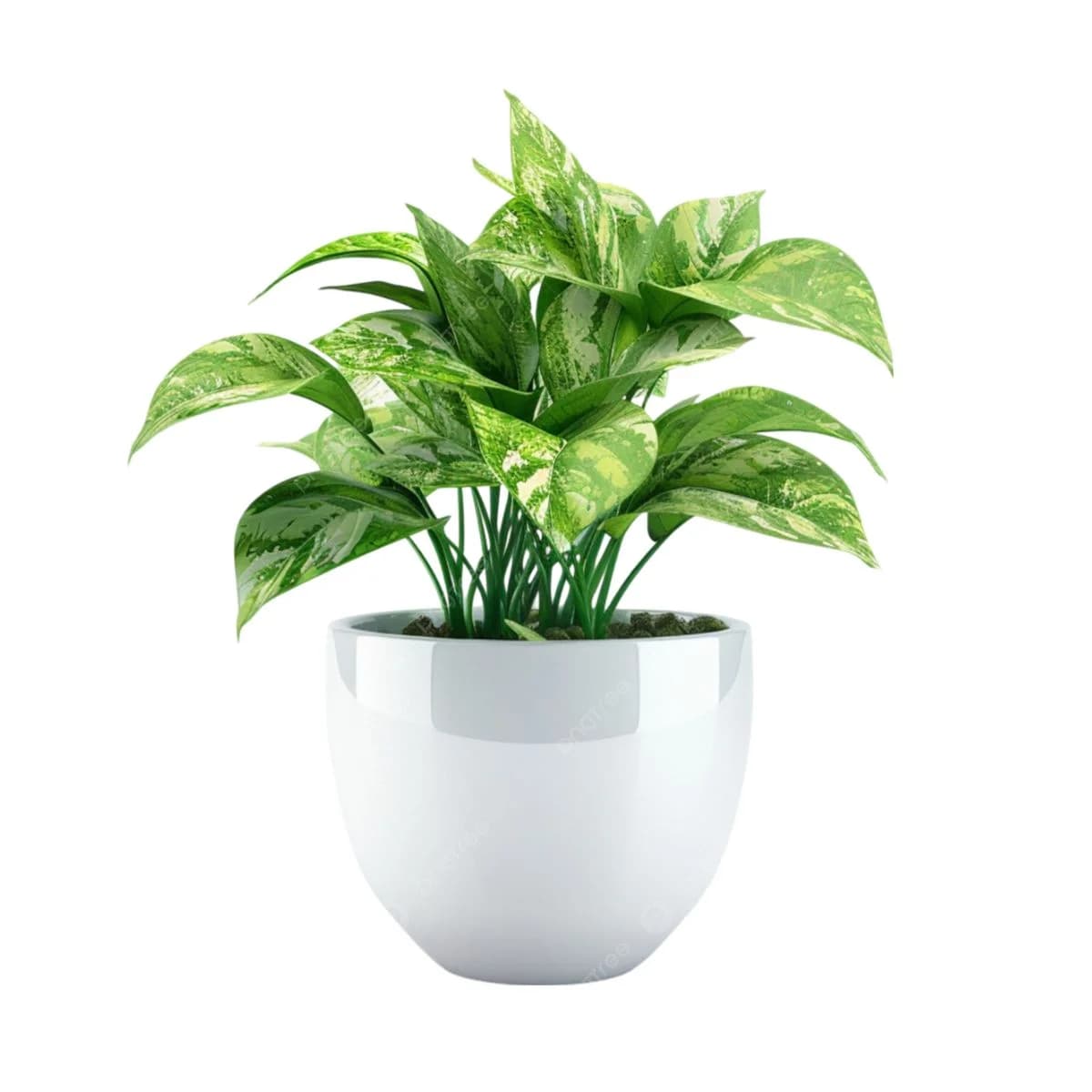 Rose Plant