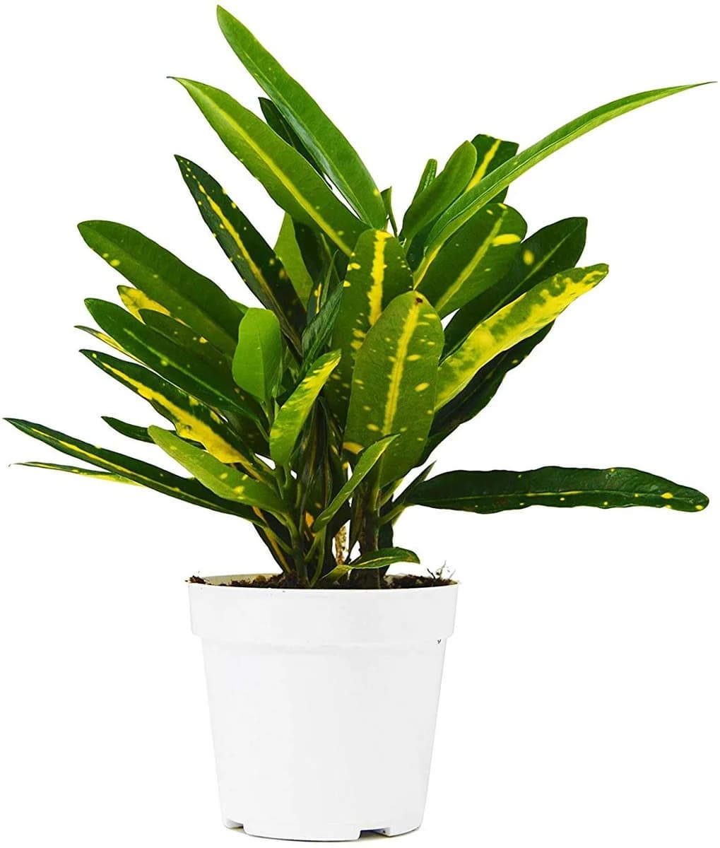 Croton Plant